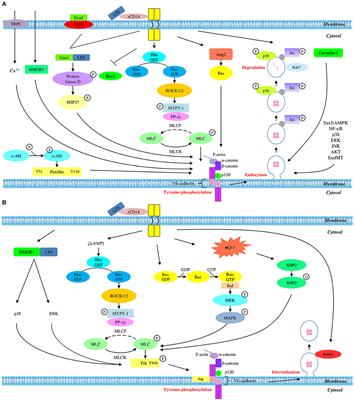 Differential Regulation of LPS-Mediated VE-Cadherin Disruption in Human Endothelial Cells and the Underlying Signaling Pathways: A Mini Review